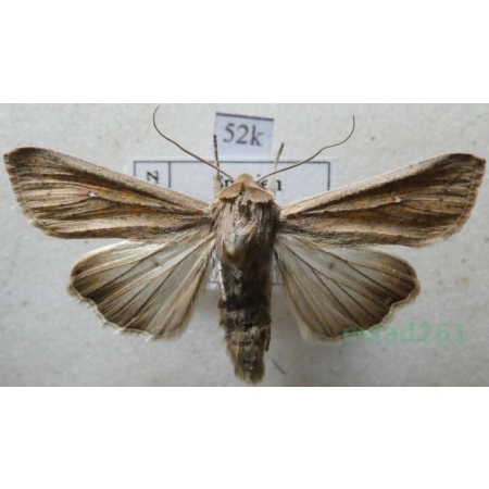 Mythimna unipuncta (Haworth, 1809) Piętnówka wędrowniczka Spain52k